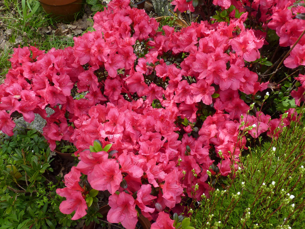 Rhododendron 'Johana' 5